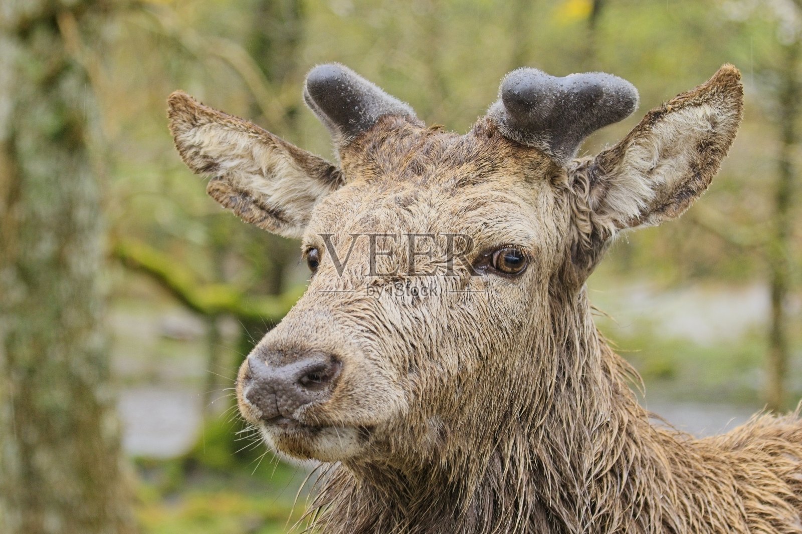红鹿照片摄影图片