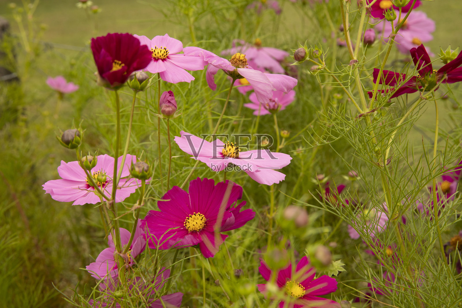 近距离观察在花园中盛开的粉色和红色的二羽花照片摄影图片