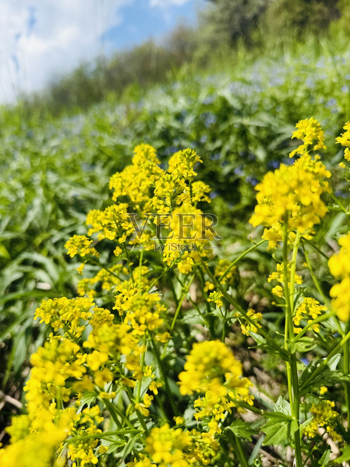 美丽的黄色野花在草地上，开阔的田野。特写视角，角度和透视有趣。照片摄影图片