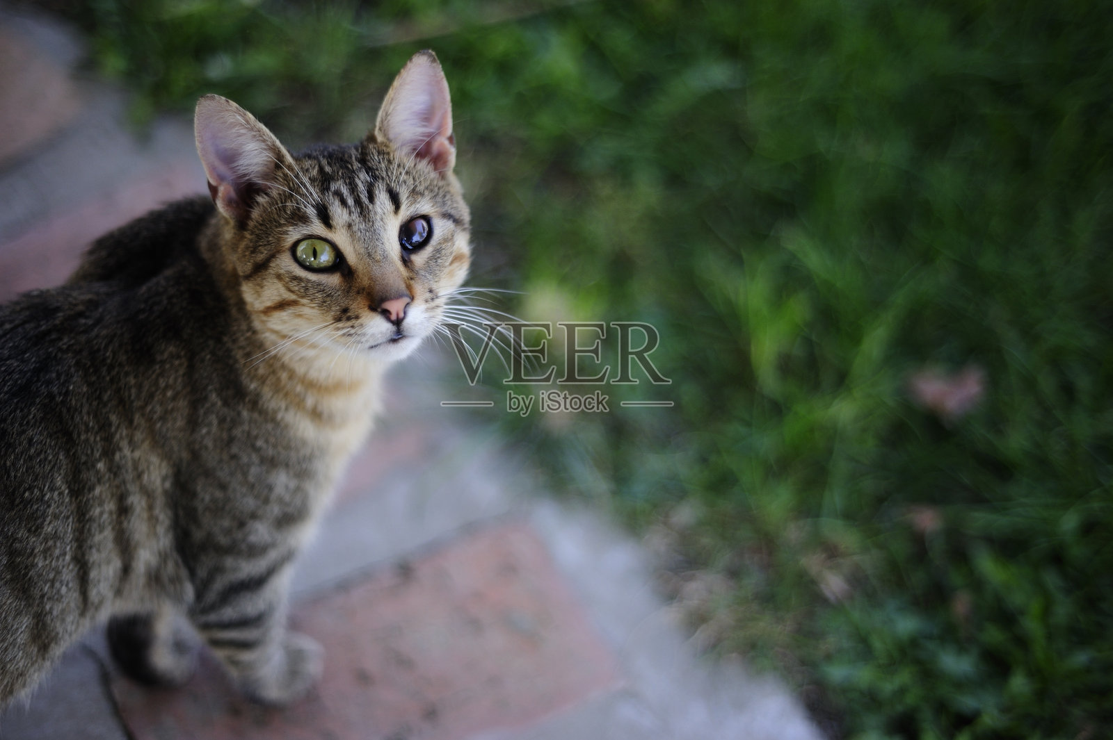 拥有异色瞳的欧洲短毛虎斑猫站在砖石小路上照片摄影图片