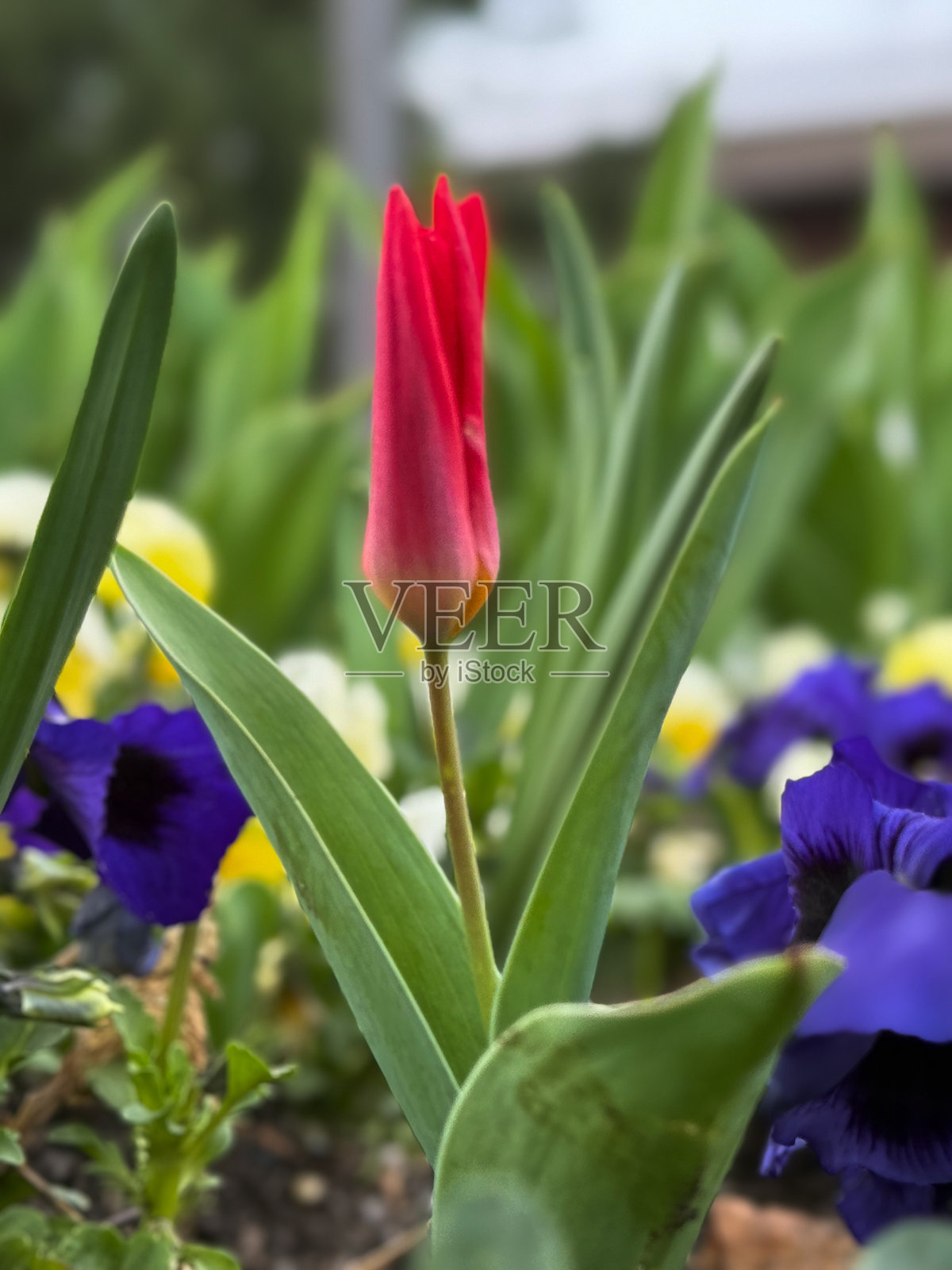 红色郁金香花蕾在紫色和黄色花朵中间照片摄影图片