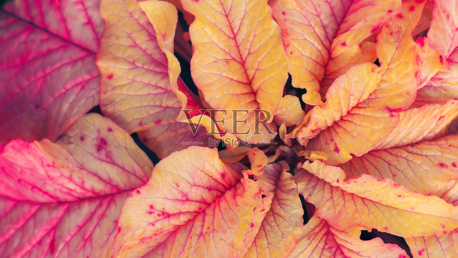 从上方拍摄的特写照片，展示了一簇色彩鲜艳的树叶，呈现出温暖色调的光谱，包括黄色、橙色、粉色和红色。照片摄影图片
