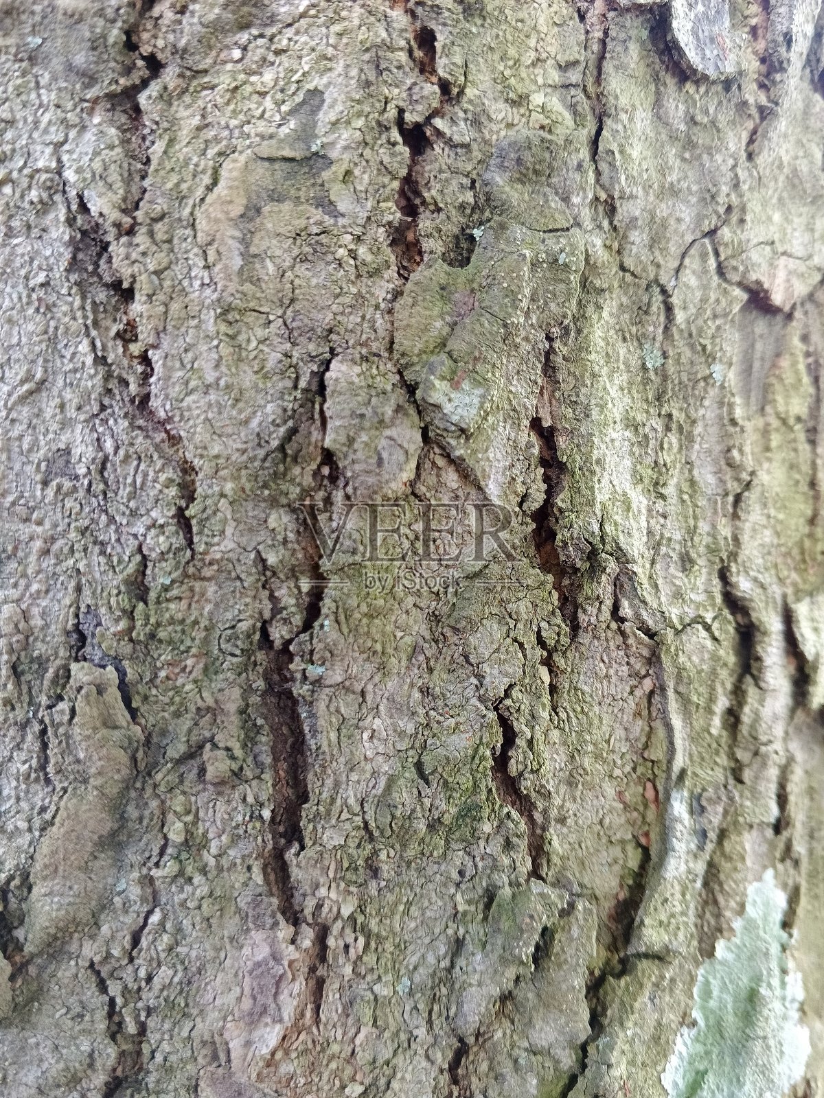 沉默的见证照片摄影图片