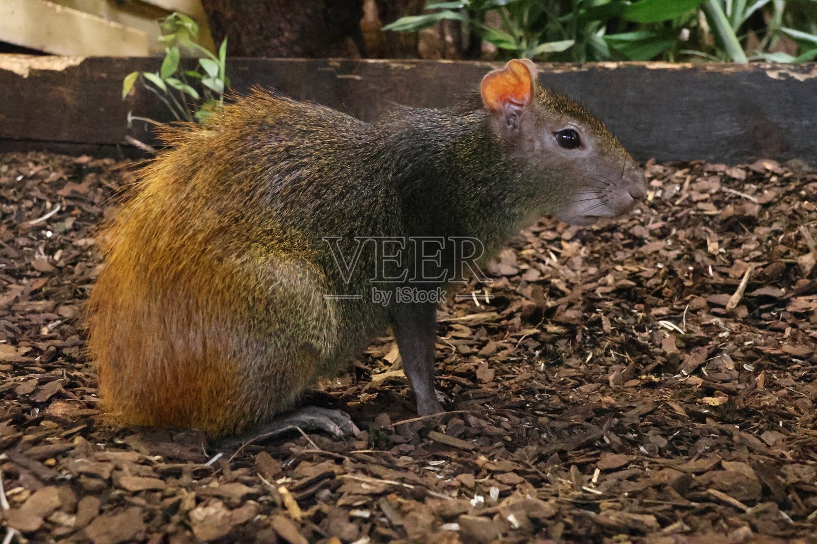 老鼠肖像照片摄影图片