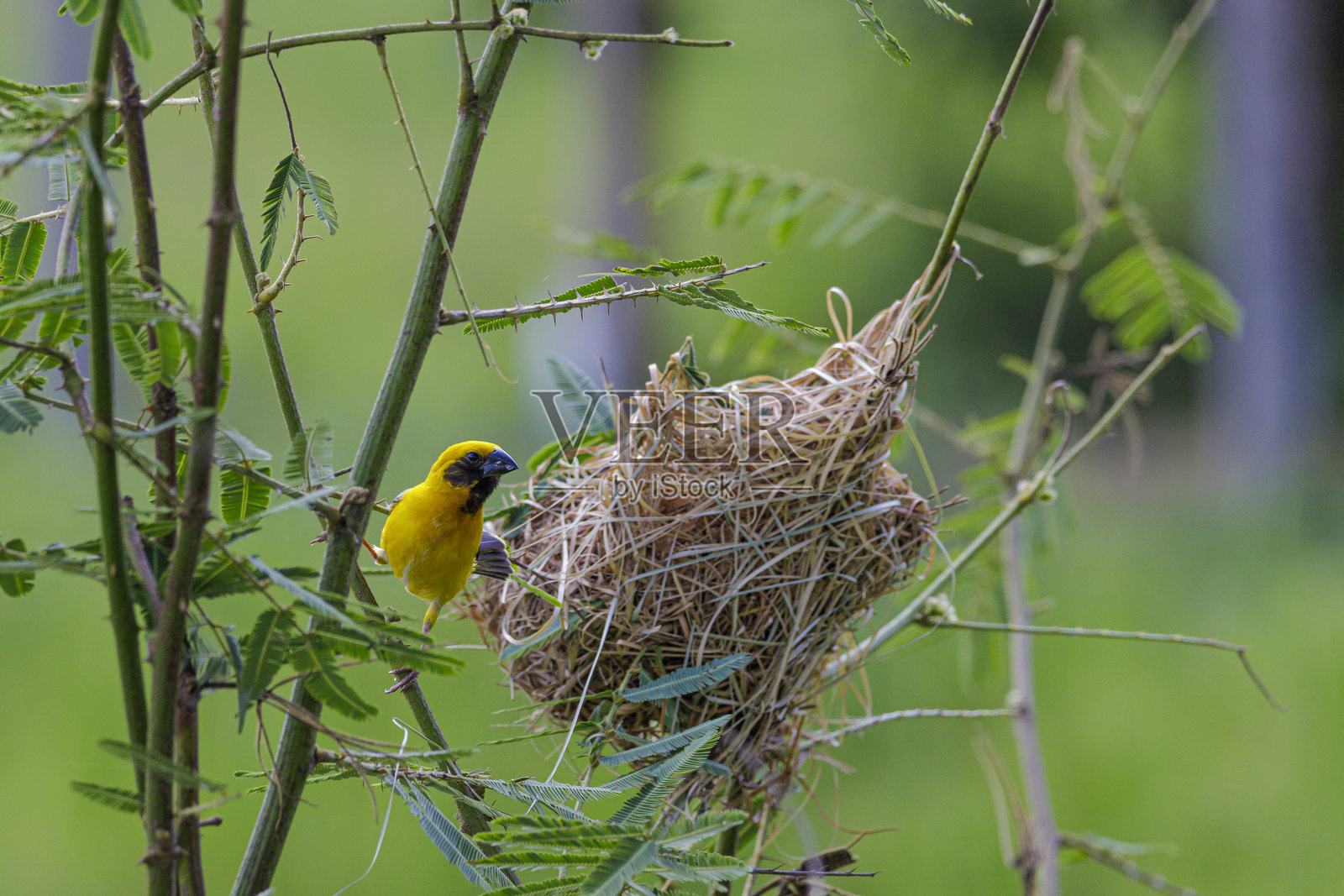 繁殖羽毛的雄性亚洲金织雀，背景为绿色照片摄影图片