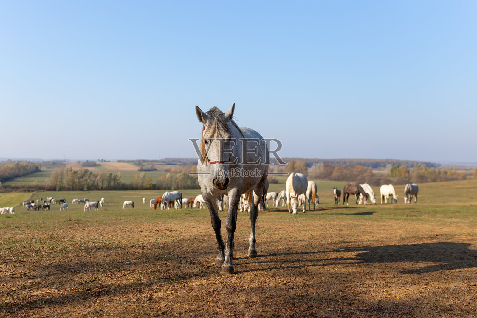 斑驳灰色的利比扎马在田野中与远处的马群一起。照片摄影图片