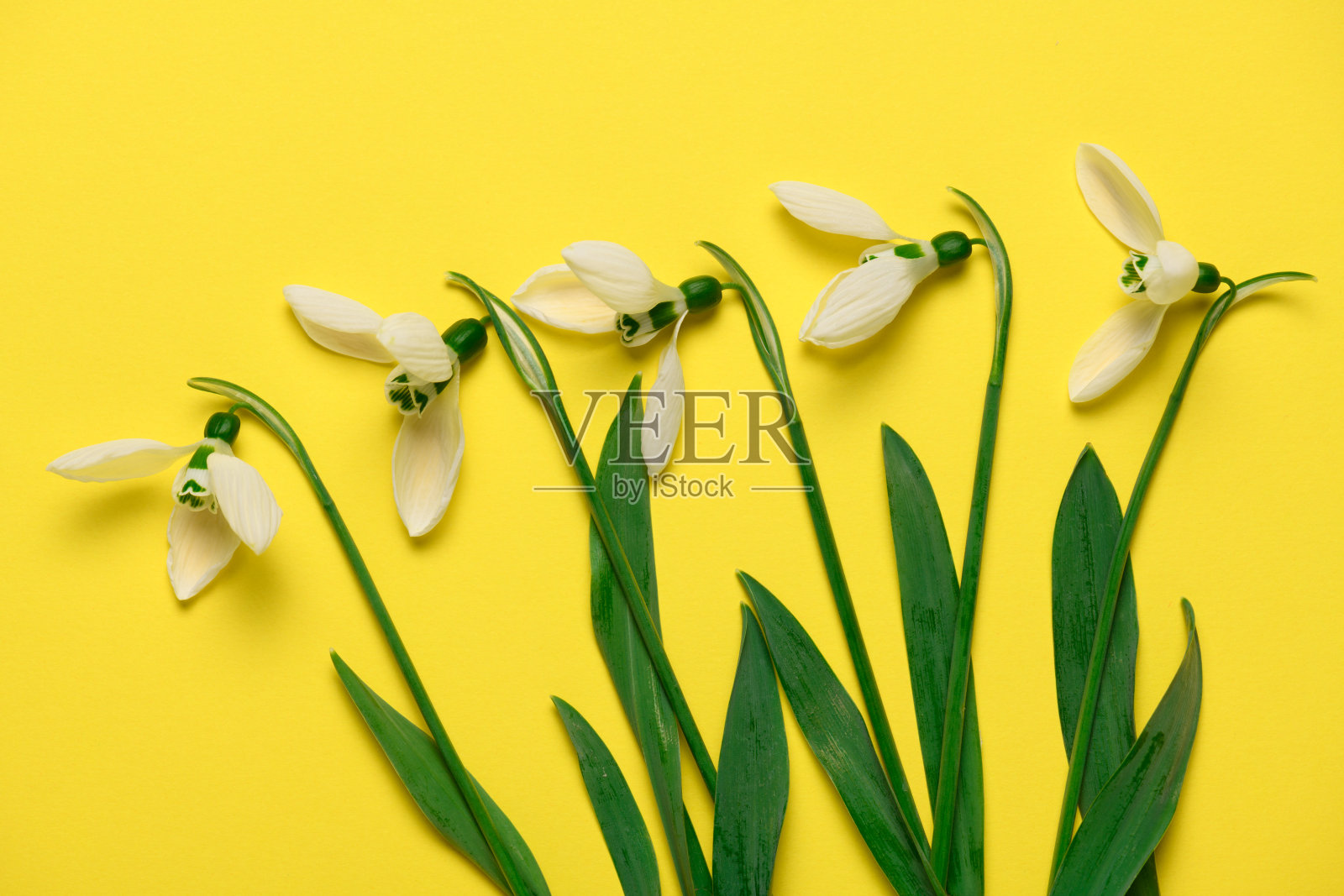 盛开的雪花莲花朵在黄色背景上，俯视图，工作室照片，抽象花卉背景照片摄影图片