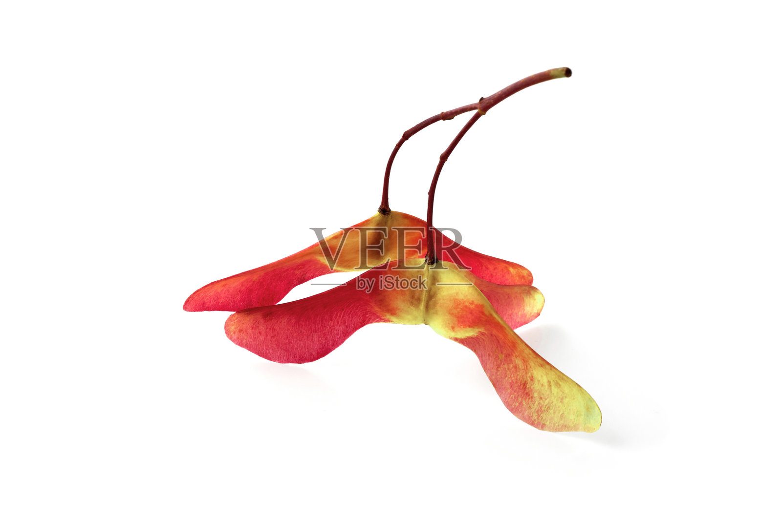 成熟的枫树种子，孤立在白色背景上照片摄影图片