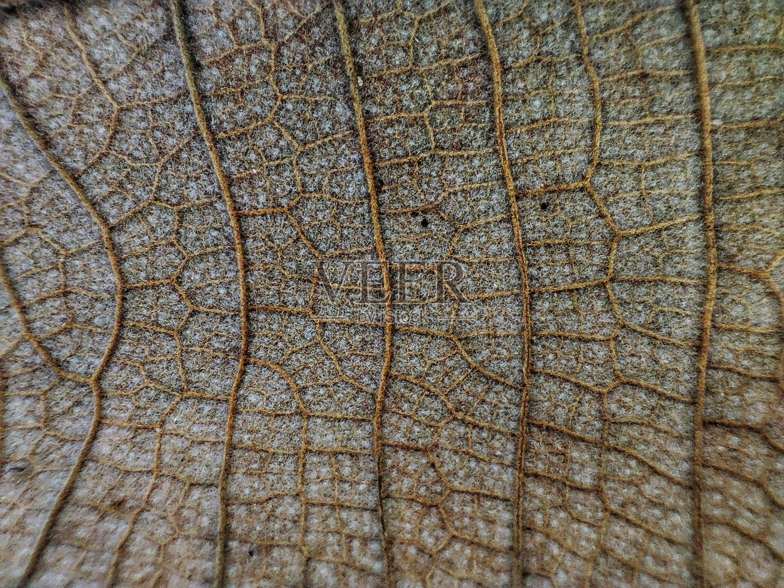 背景叶子和纹理照片摄影图片