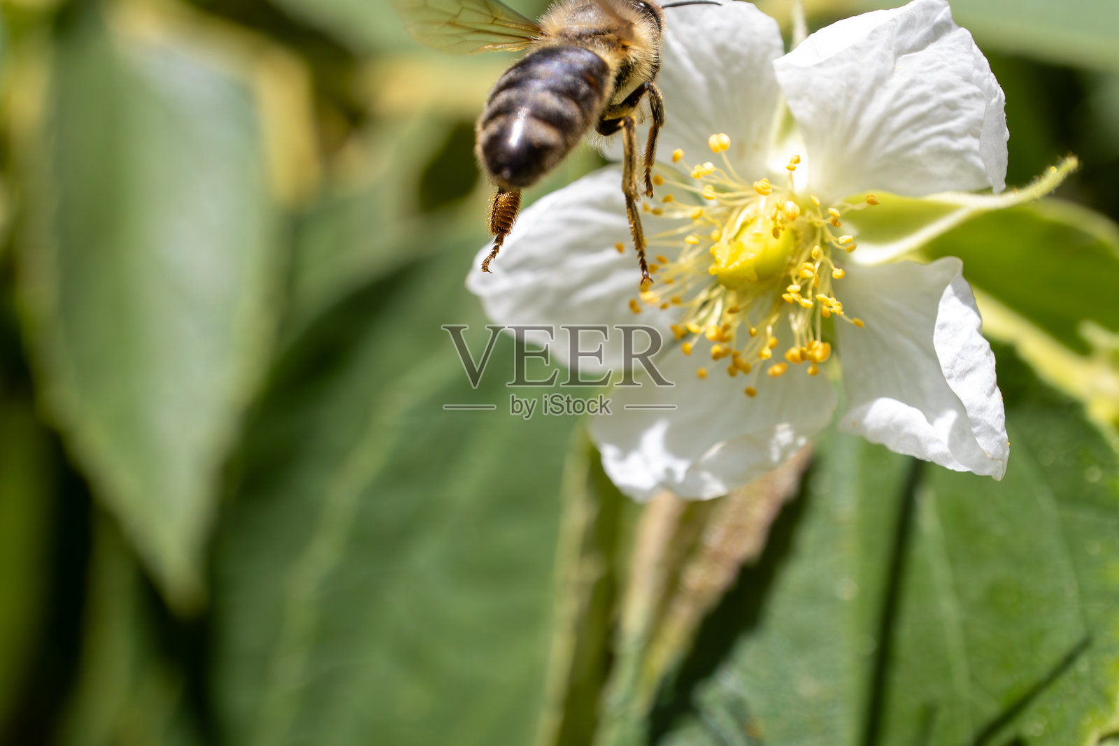 蜜蜂离开白色花朵，腿上沾满花粉照片摄影图片