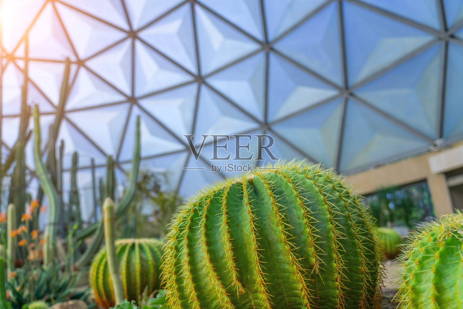 夏季温室中的金琥珀仙人掌（Echinocactus grusonii）及其他植物照片摄影图片