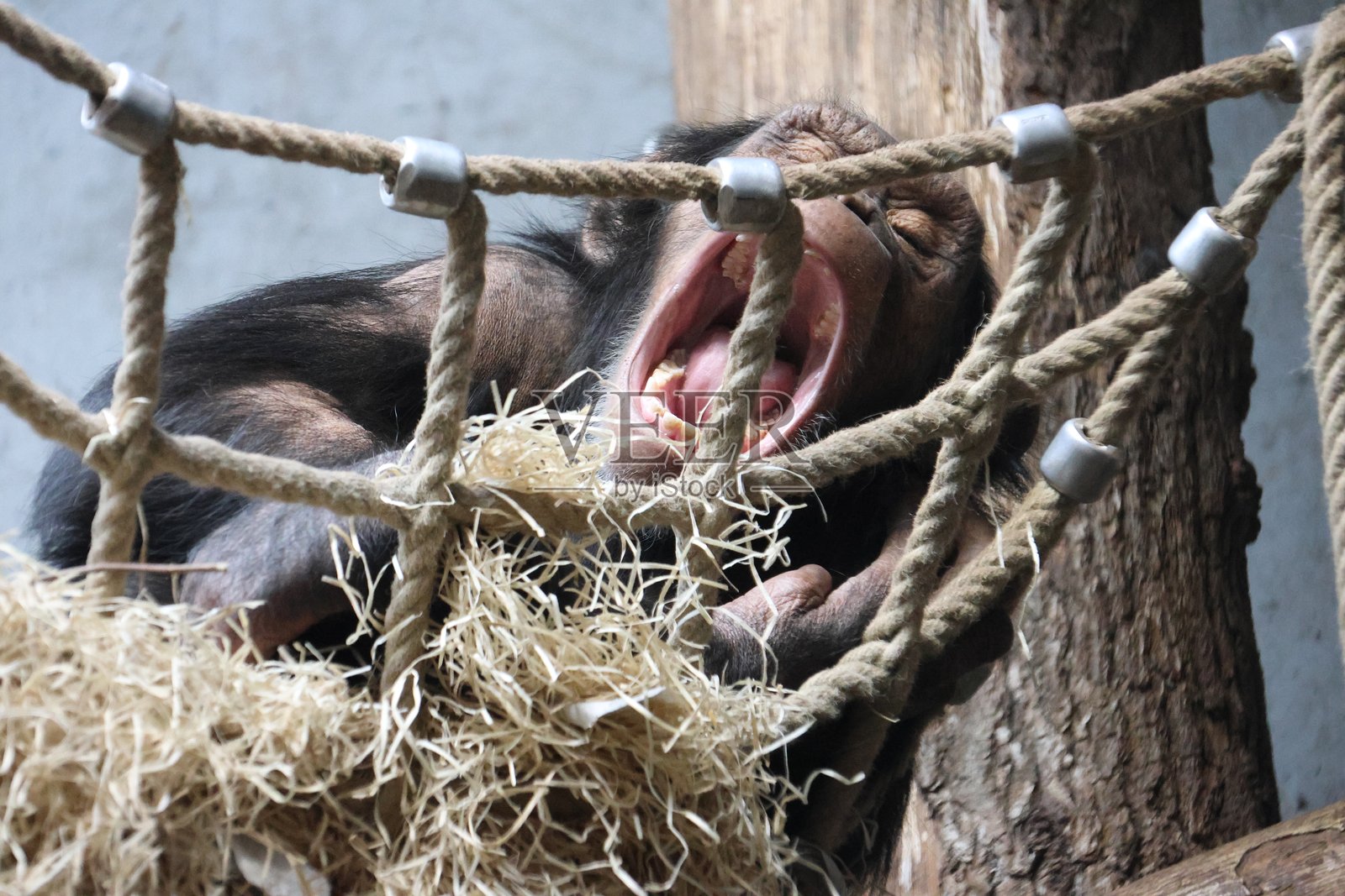 动物园里的猴子照片摄影图片