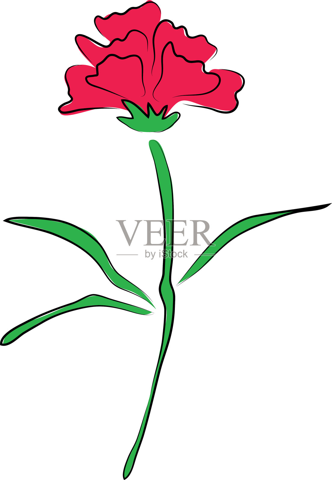 一朵真实的红色盛开的康乃馨花，配有绿色叶子，手绘黑色曲线简单线条。插画图片素材