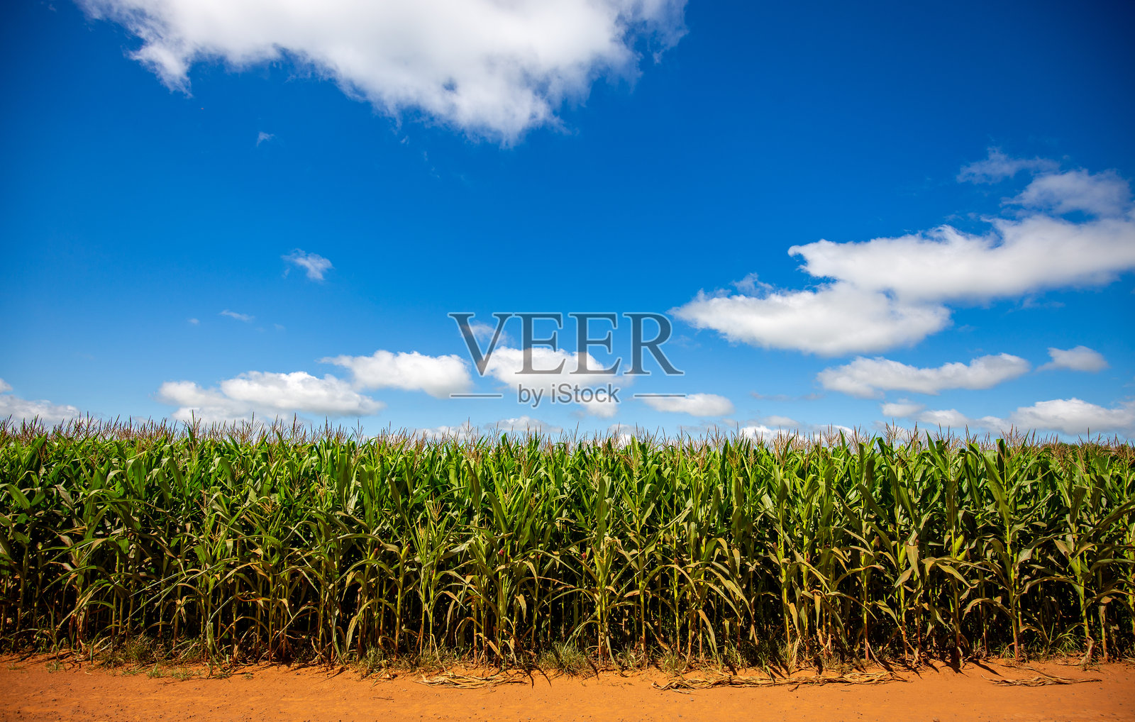 阳光明媚的日子里，玉米田的宽阔景观照片摄影图片