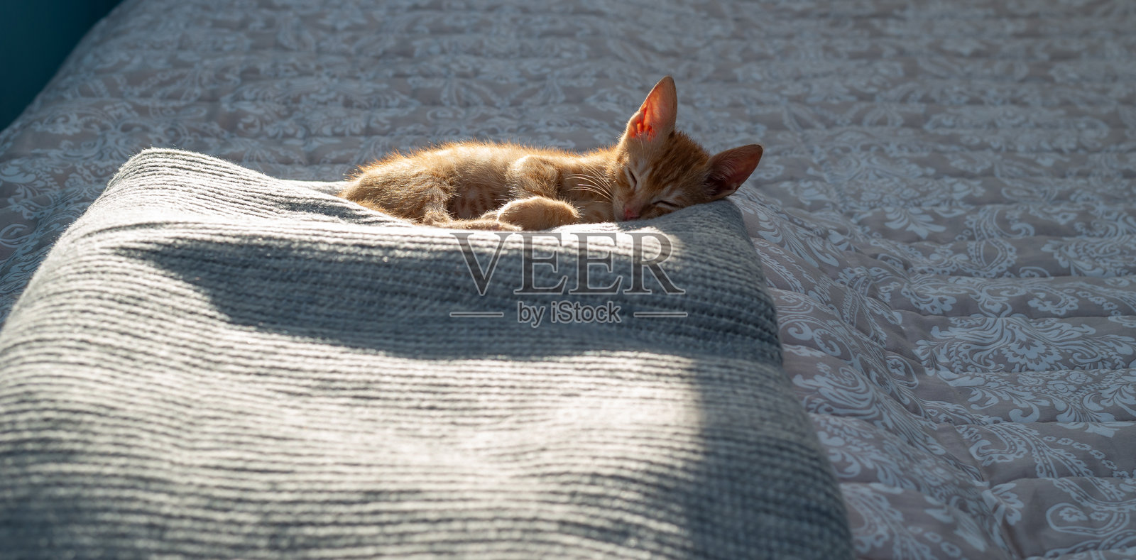 迷人的橙色小猫，背后部分被阳光照亮，放松地在床上的毯子上睡觉照片摄影图片