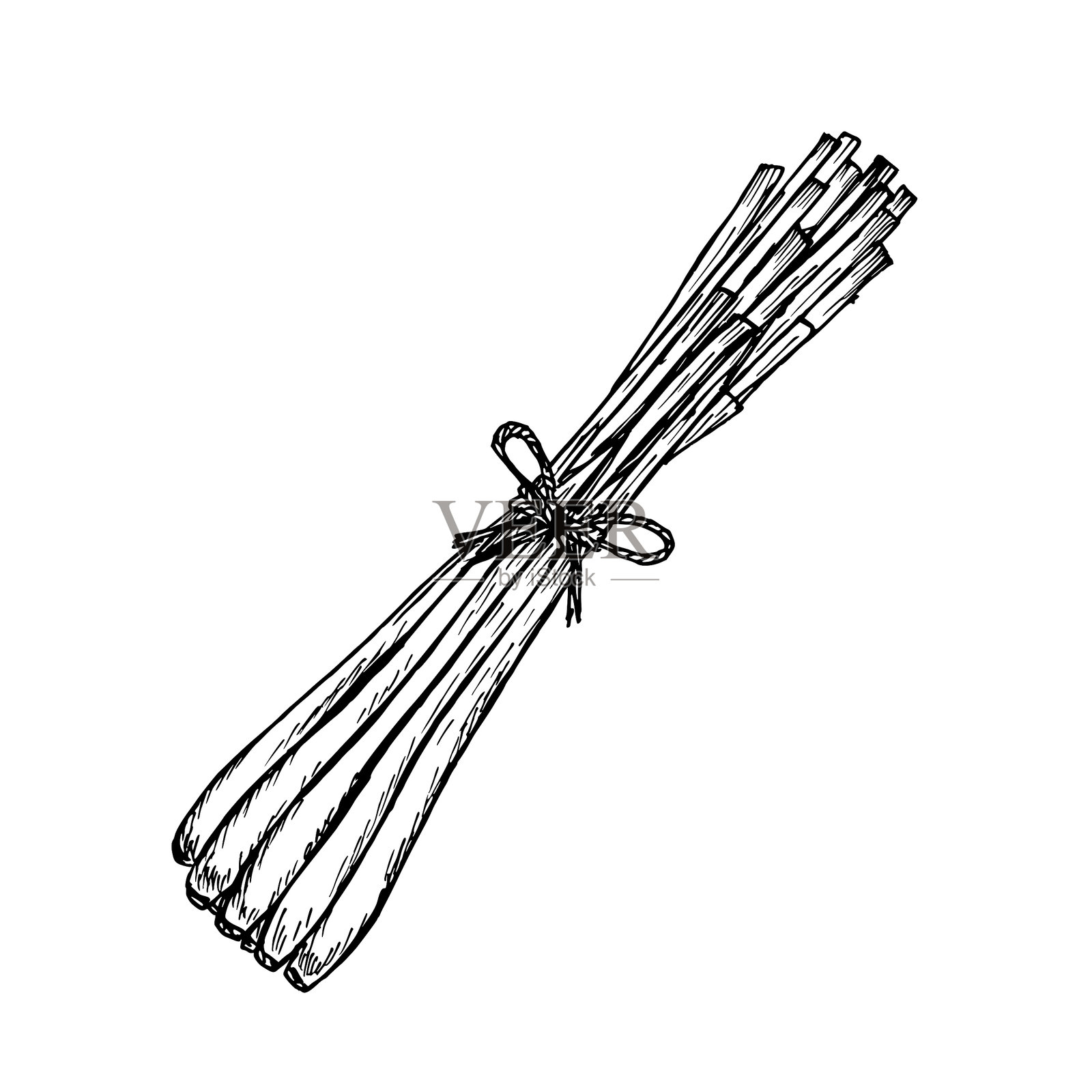 香茅草药的雕刻图。用于烹饪、水疗、药用茶和花园美化的自然轮廓草图，手绘矢量花卉剪贴画。插画图片素材