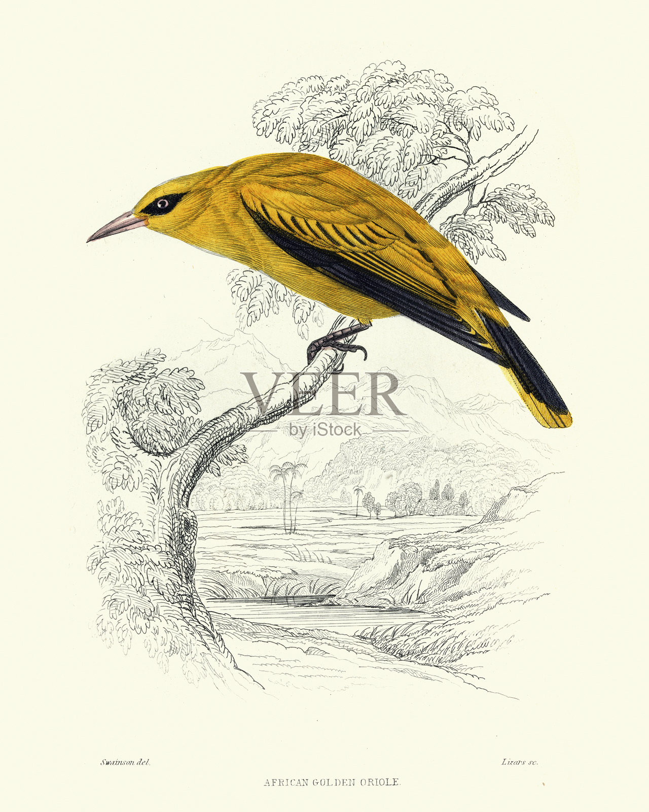 非洲金莺（Oriolus auratus），雀形目鸟类，野生动物艺术，复古插图，威廉·贾丁《西非鸟类》插画图片素材