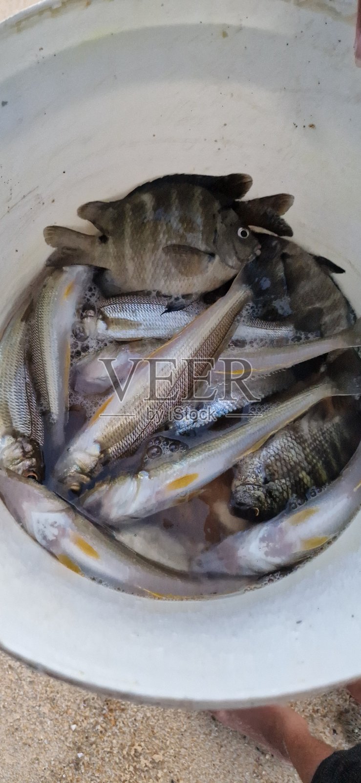 新鲜鱼照片摄影图片