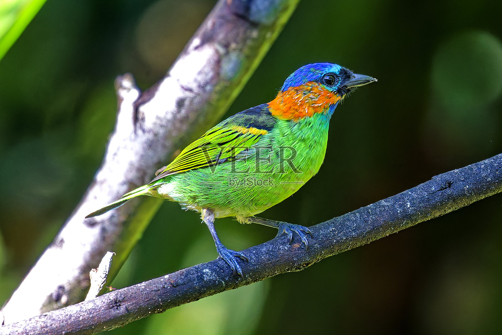 红颈唐纳雀照片摄影图片