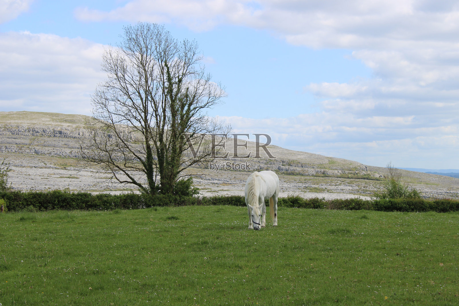 白马在田野中吃草，身后是一棵光秃秃的树，远处是爱尔兰克莱尔郡的布伦国家公园。照片摄影图片