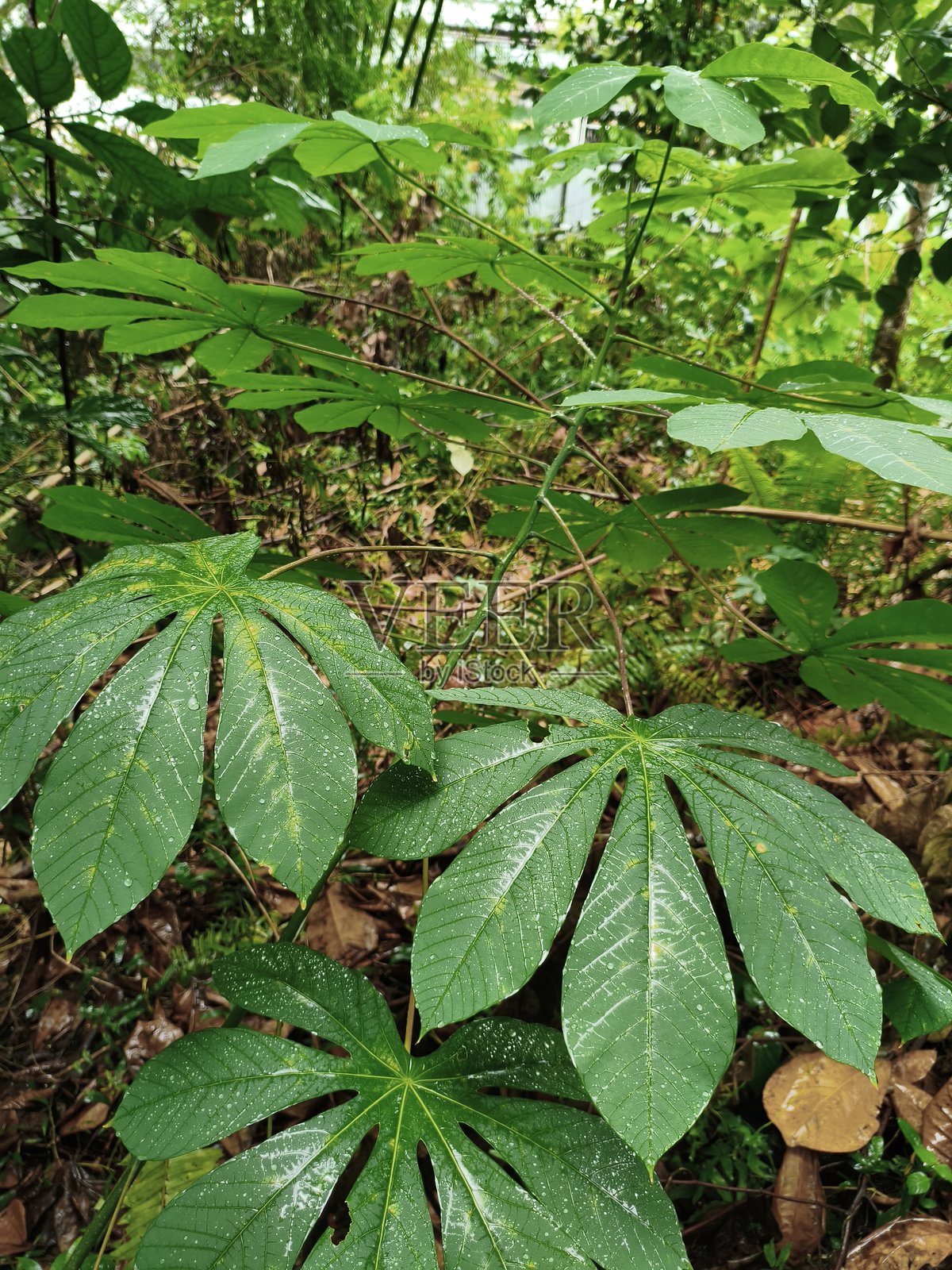 加里曼丹森林中的植物照片照片摄影图片