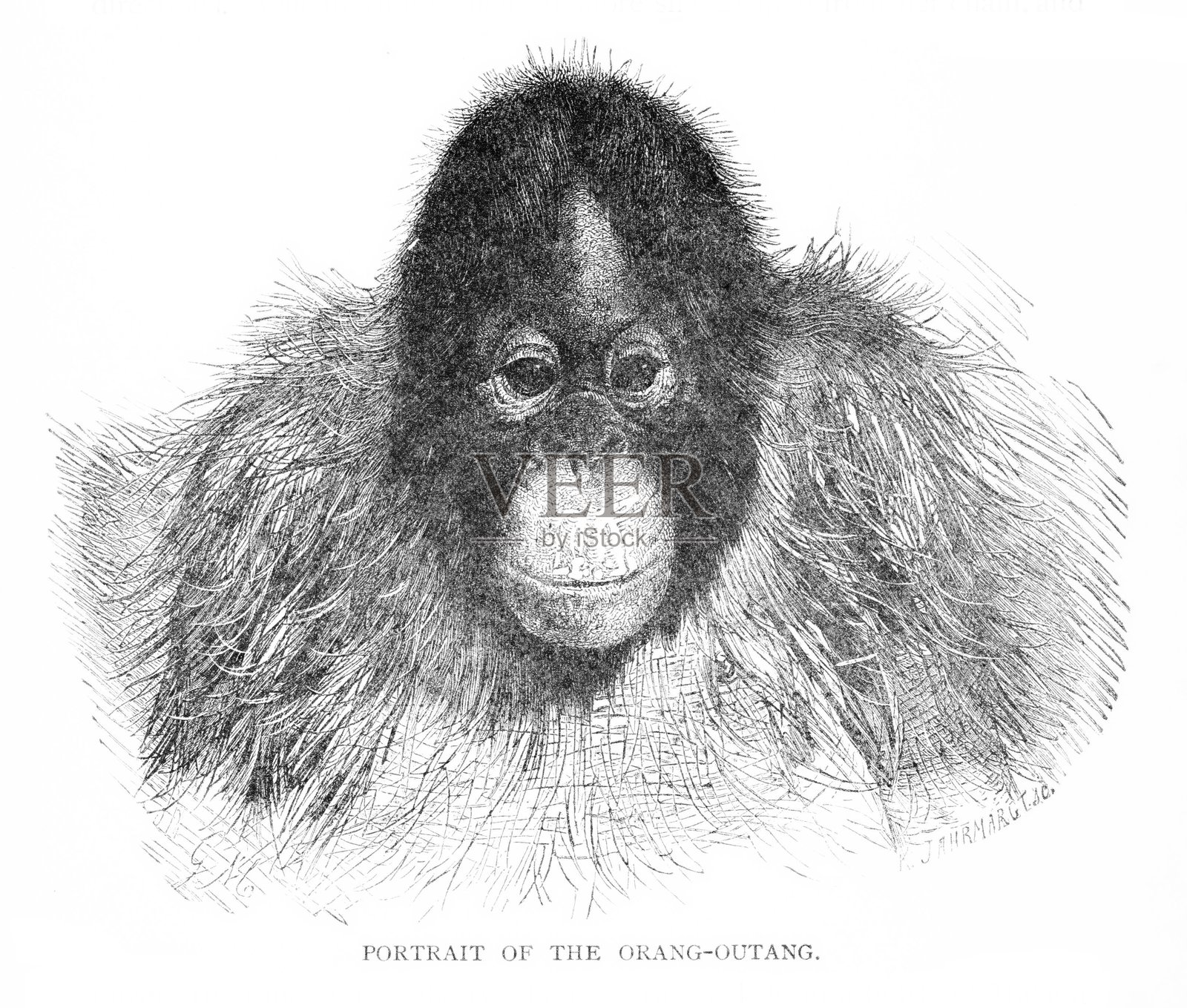 猩猩头像，婆罗洲和苏门答腊插画图片素材