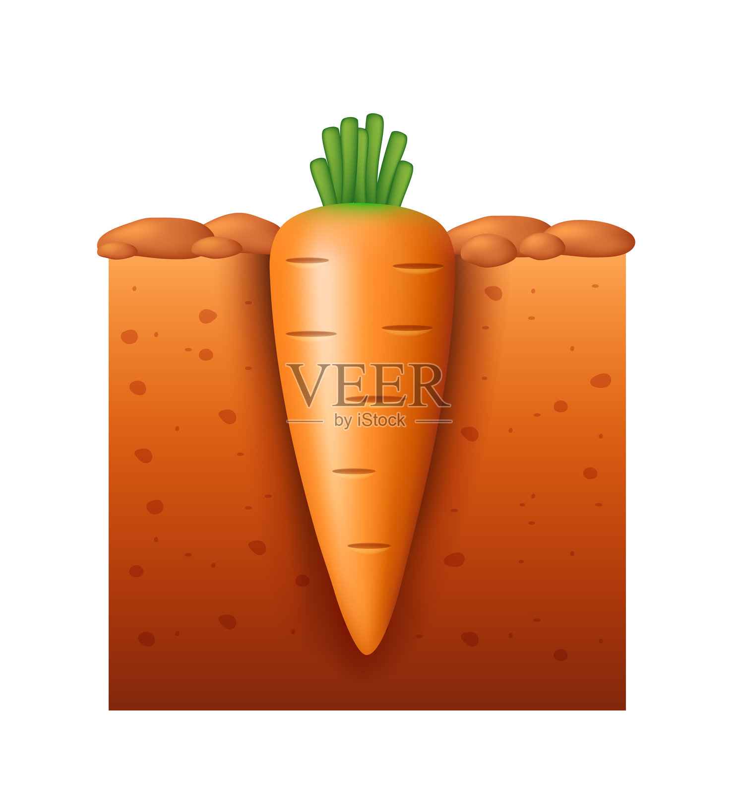 土壤中的胡萝卜。胡萝卜在地里生长。矢量插图。插画图片素材