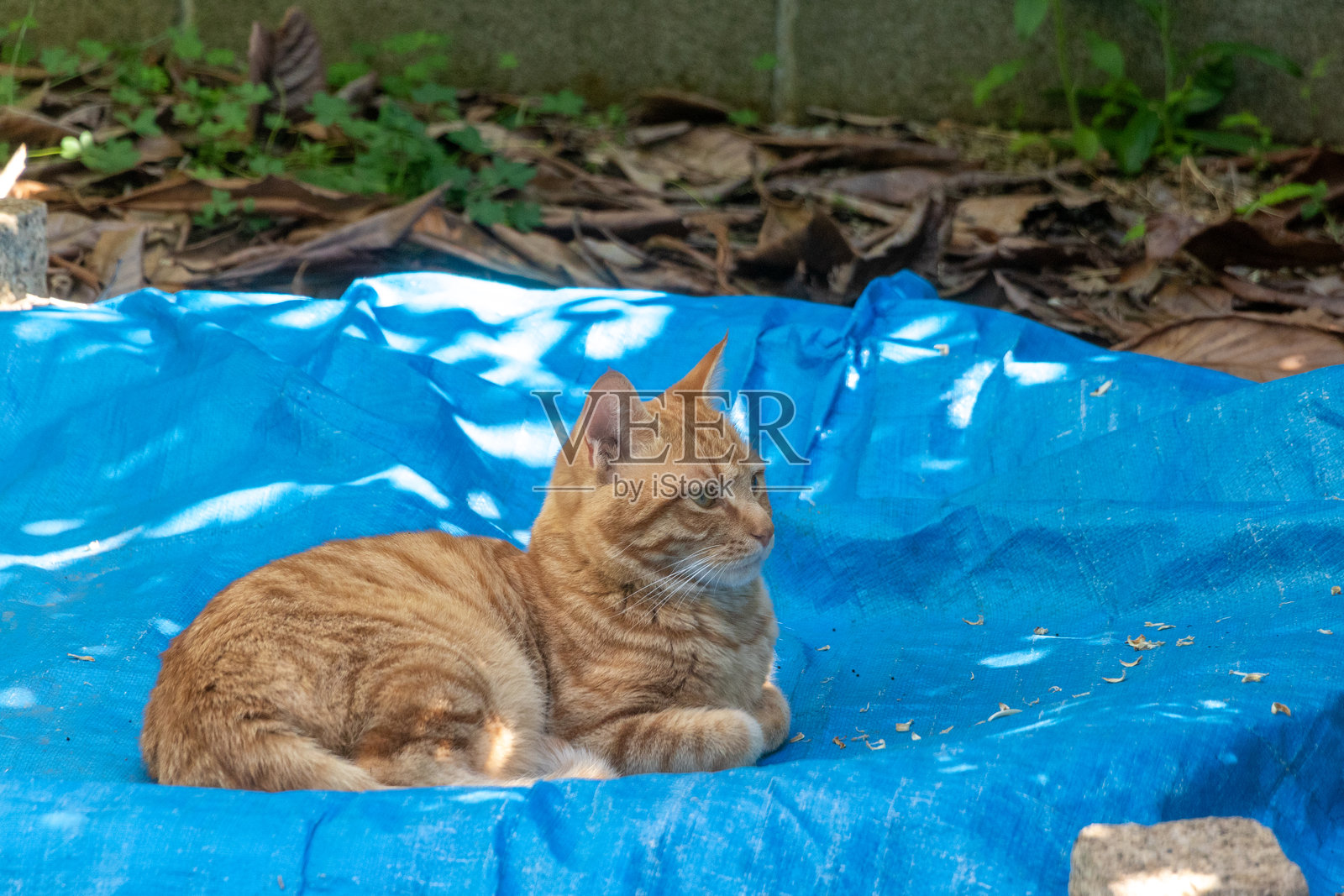 流浪猫坐在户外的蓝色布单上照片摄影图片