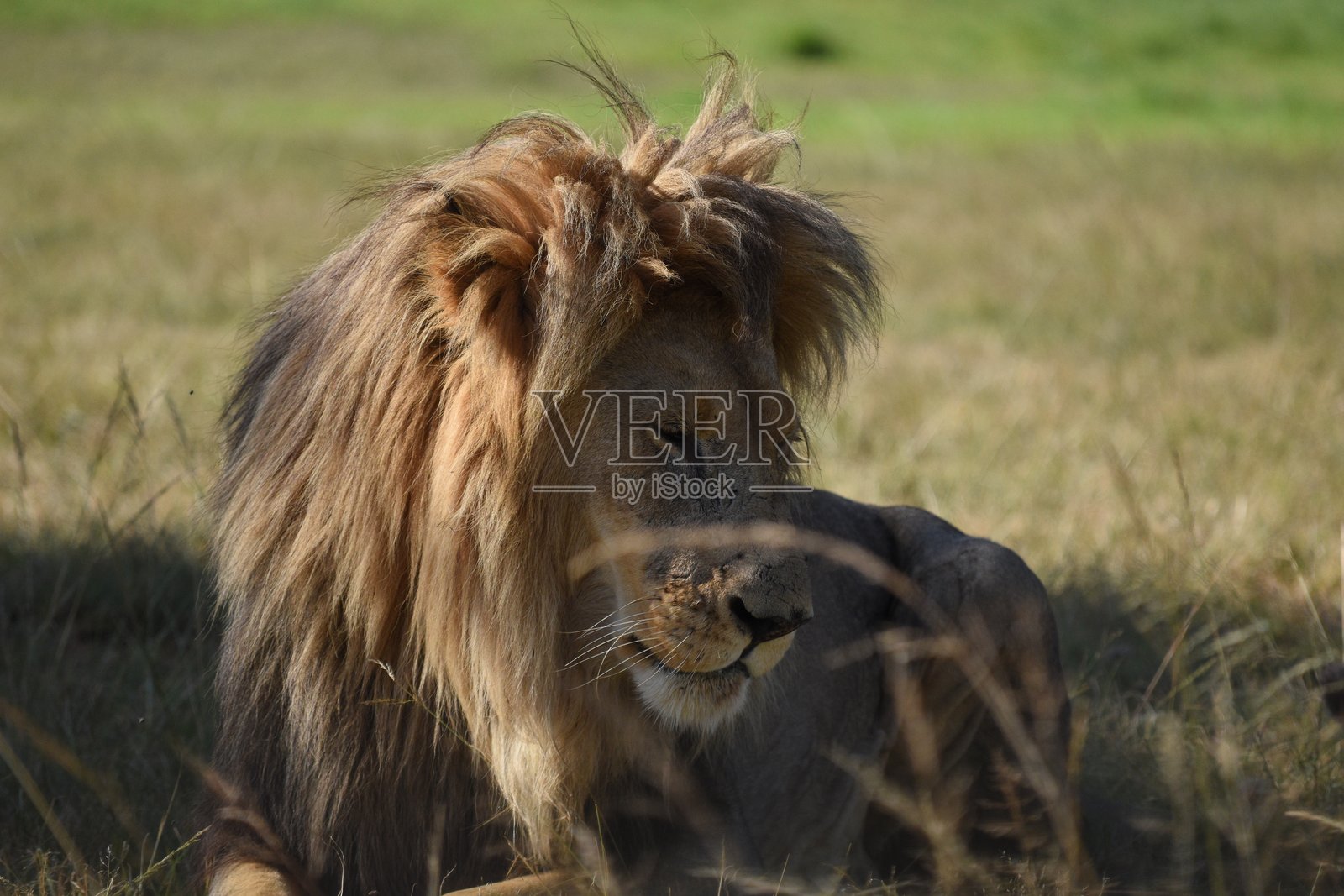 雄伟的狮子在草原上休息的特写镜头照片摄影图片