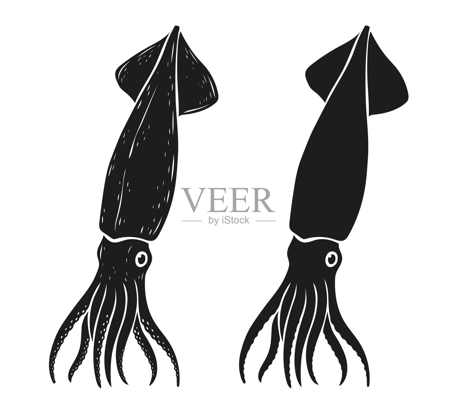 鱿鱼，海鲜，素描和轮廓。手绘复古海洋生物雕刻。矢量插图，白色背景上独立，适用于印刷、图案、面料、符号、图标。插画图片素材