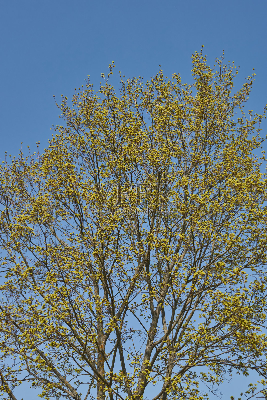 榉树（学名：Acer platanoides）的花蕾正在绽放。照片摄影图片