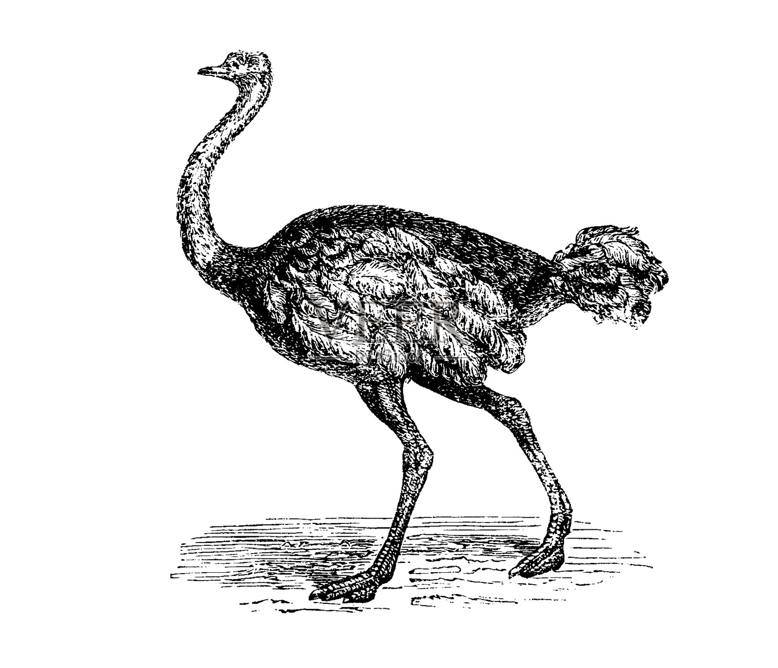 鸵鸟的图像插画图片素材