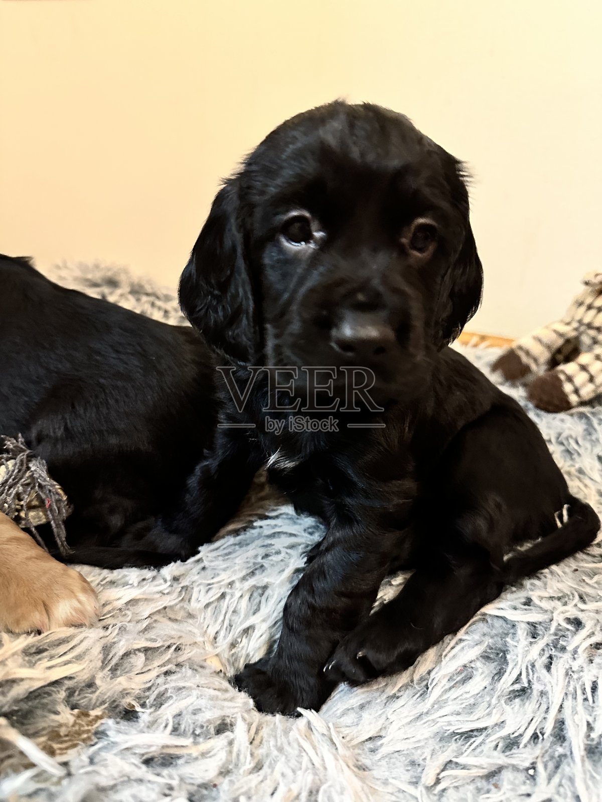 可卡犬小狗照片摄影图片