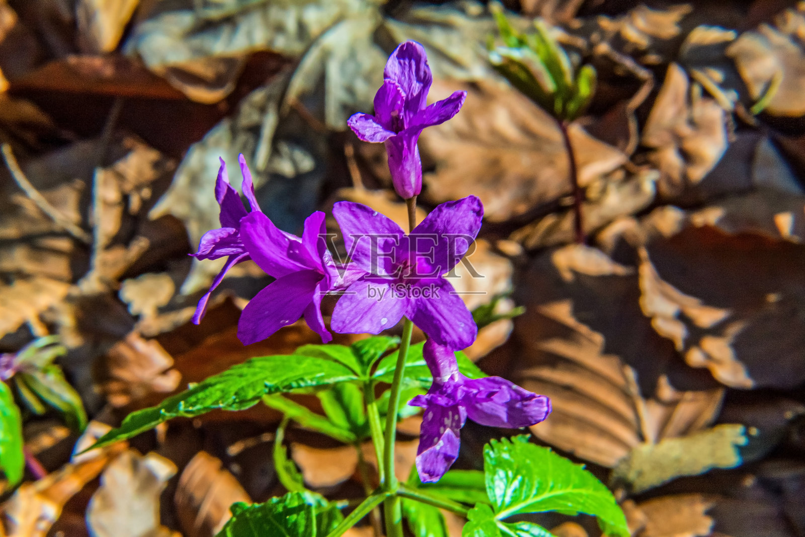 宏观摄影，动物，自然，欧洲，东欧，罗马尼亚照片摄影图片
