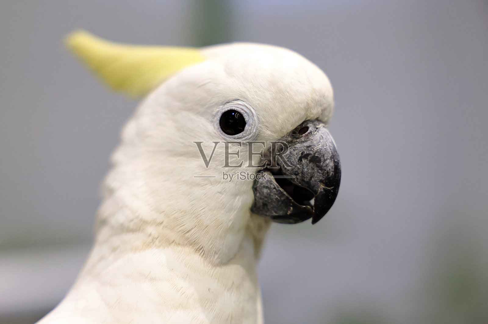 凤头鹦鹉照片摄影图片