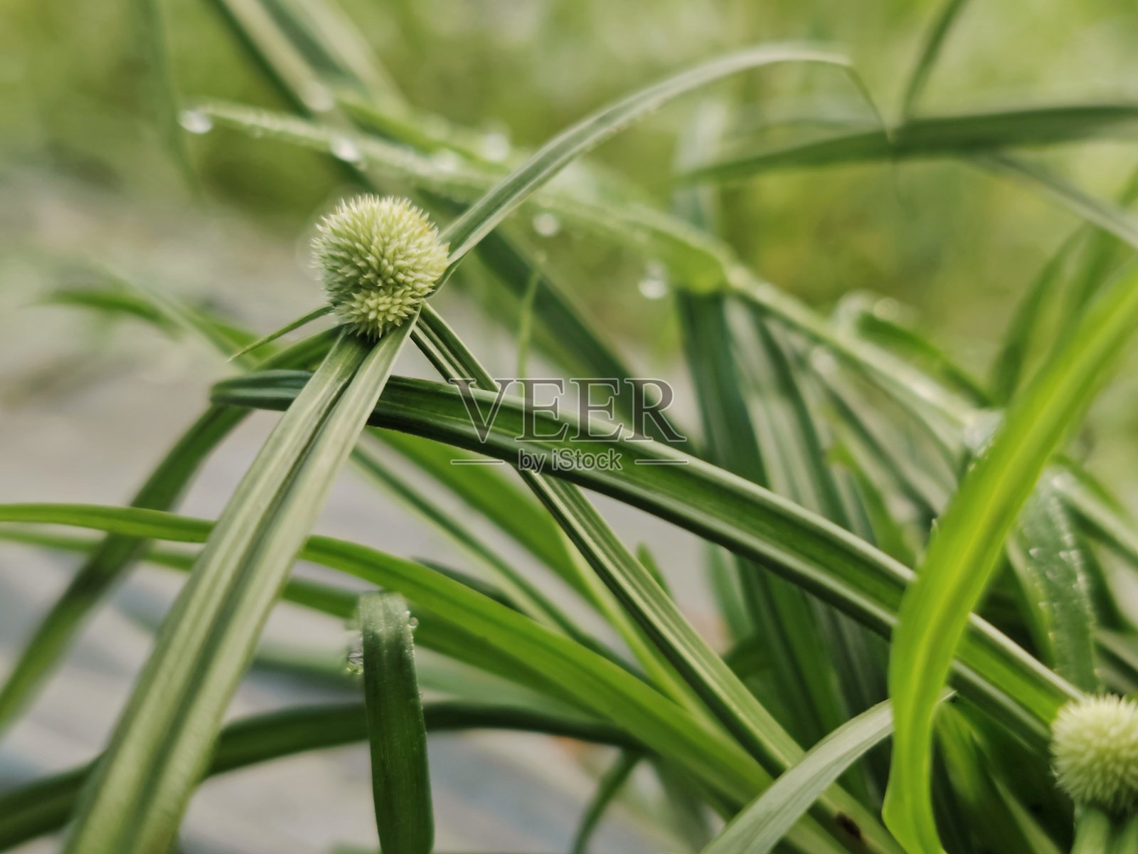 野生的基林花在杂草丛生的土地上生长照片摄影图片