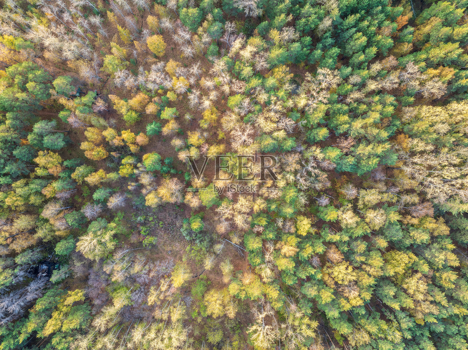 壮观的多彩秋季森林的航拍无人机视角。照片摄影图片