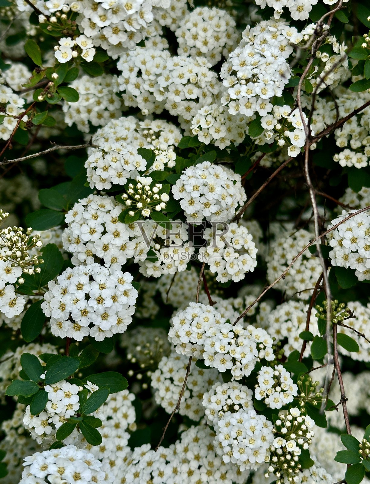 白色的海棠花灌木特写照片照片摄影图片