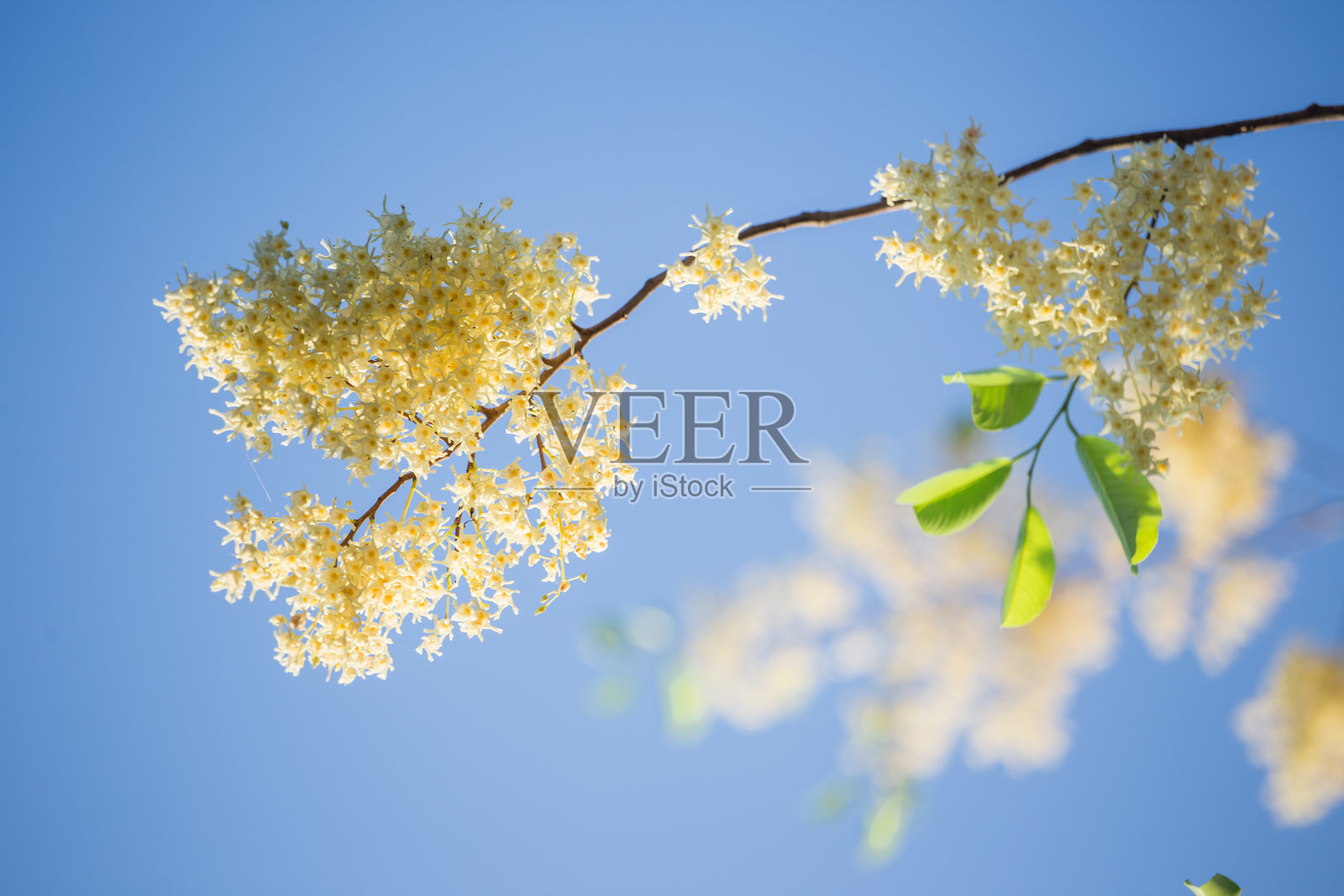 蓝天背景上的白色花朵照片摄影图片