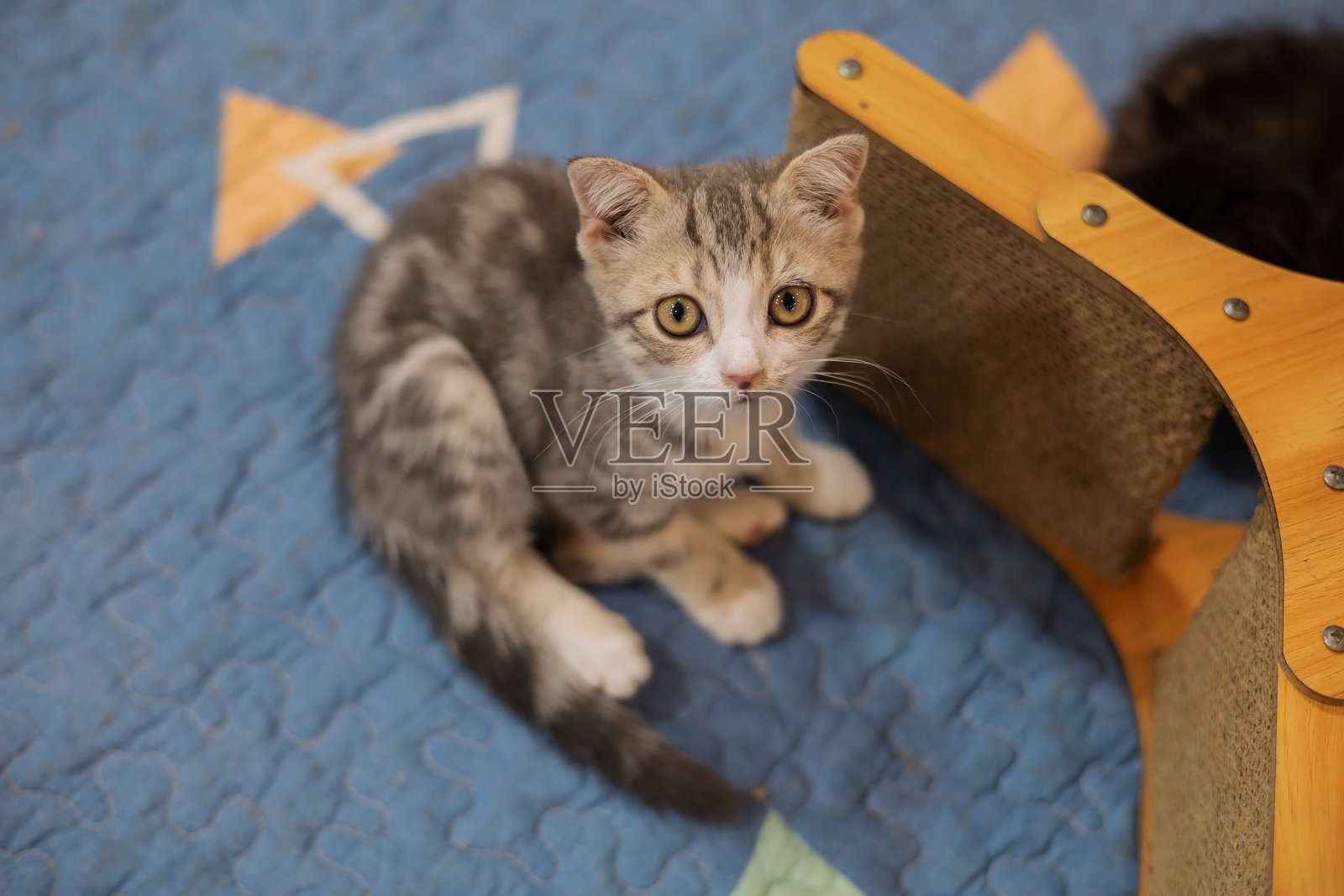 一只灰白相间的小猫抬起头，眼睛专注地盯着前方。照片摄影图片