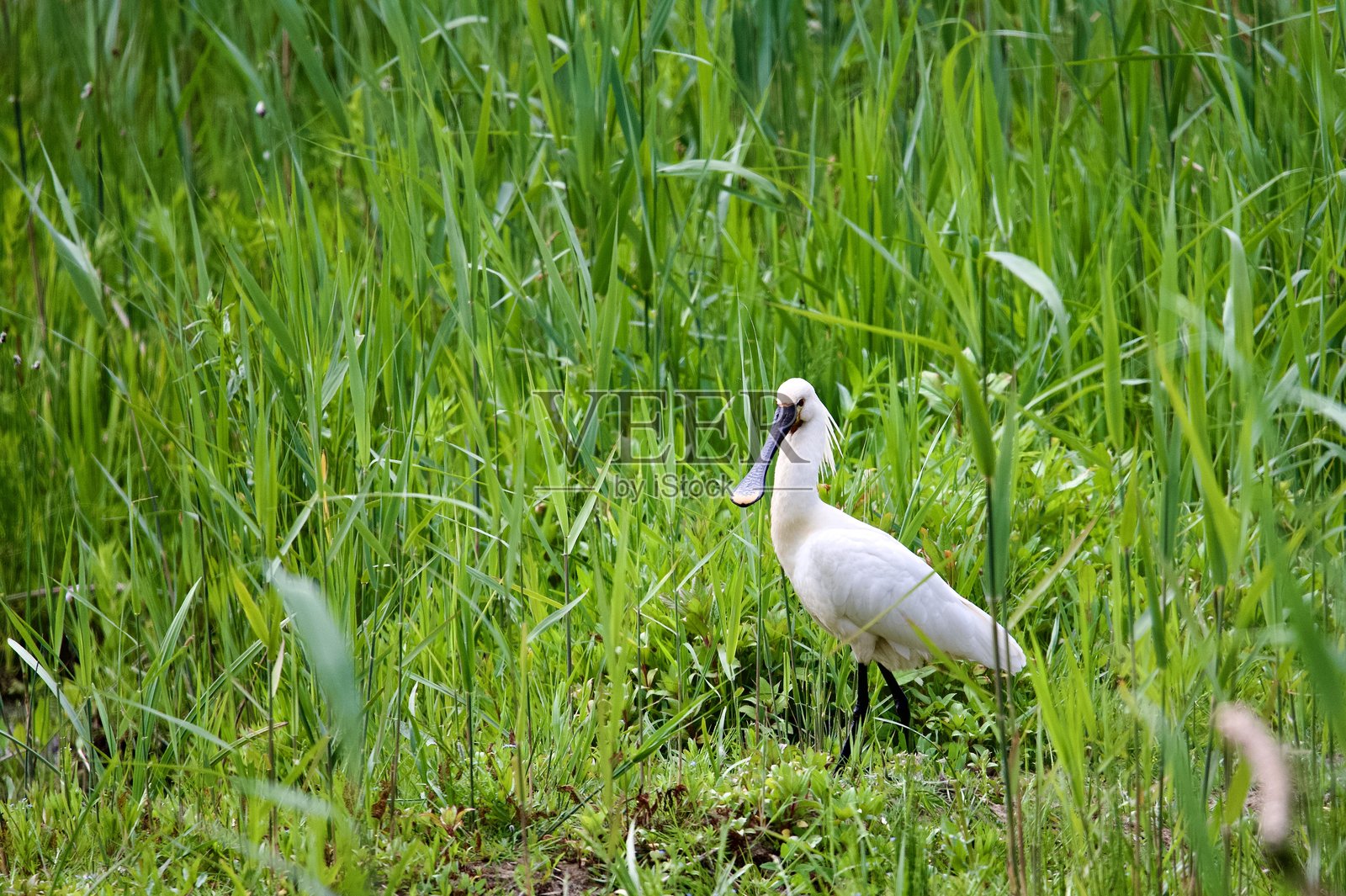 站在水中、四周被草包围的鹮鸟照片摄影图片