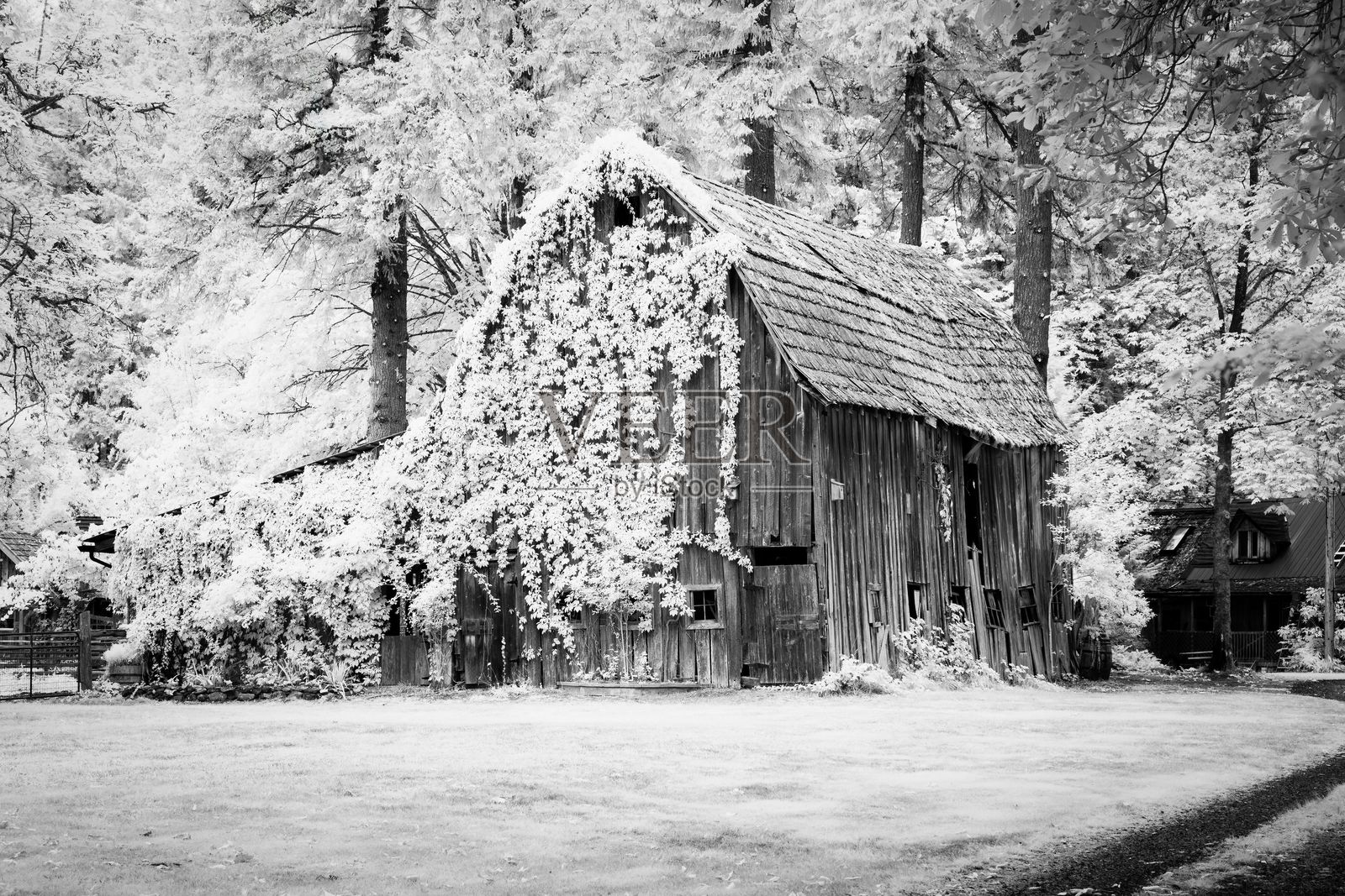 黑白森林环境中的乡村谷仓。照片摄影图片