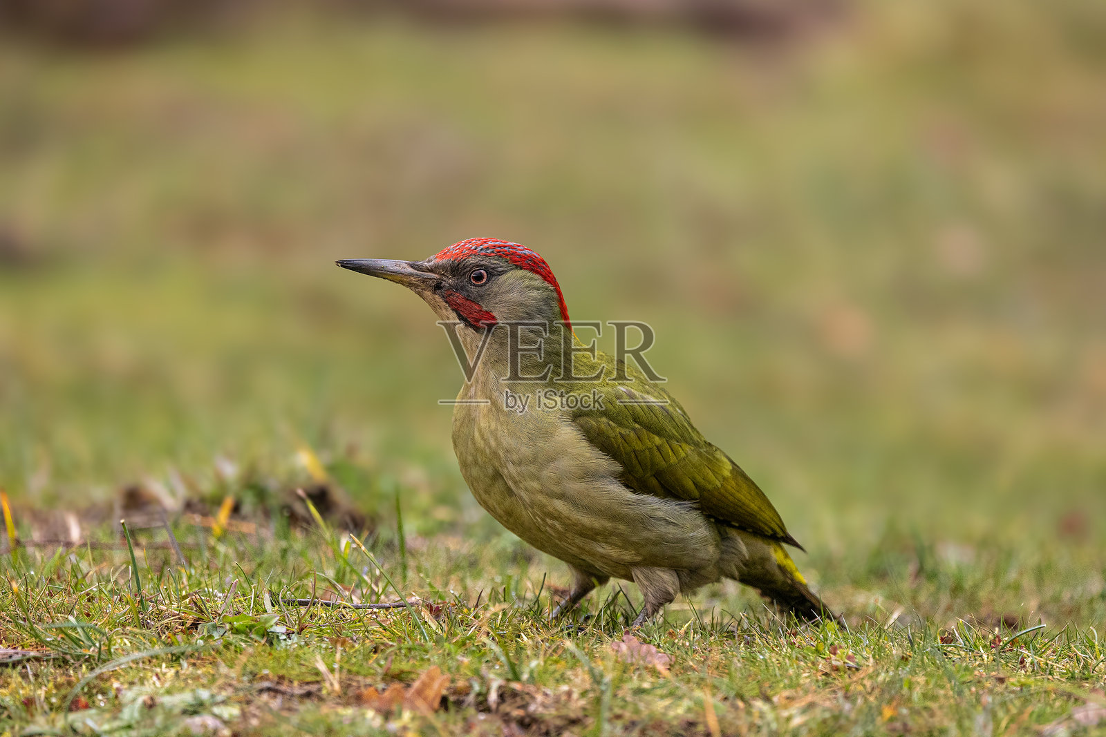啄木鸟 - Picus sharpei照片摄影图片