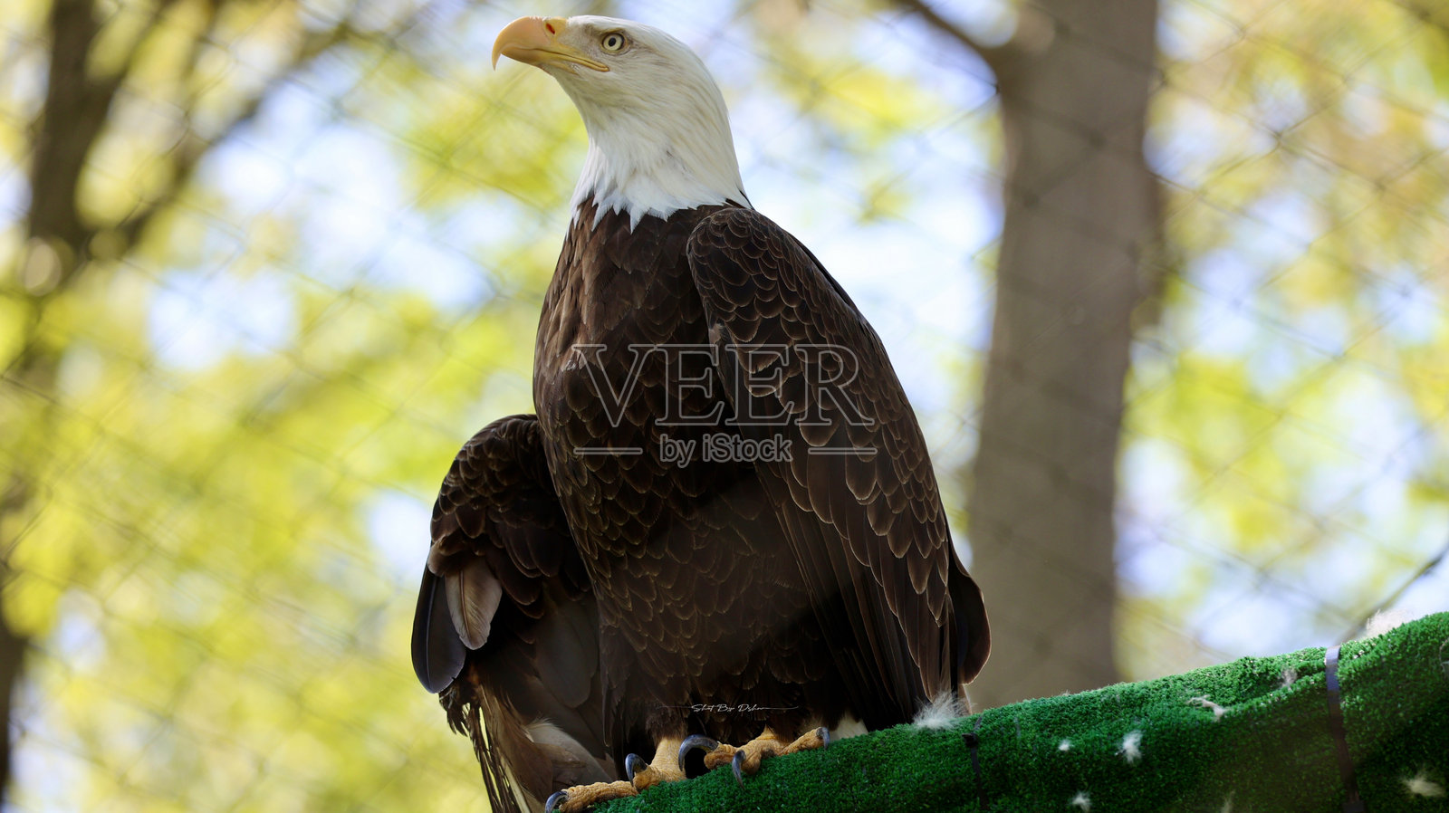 秃头鹰照片摄影图片