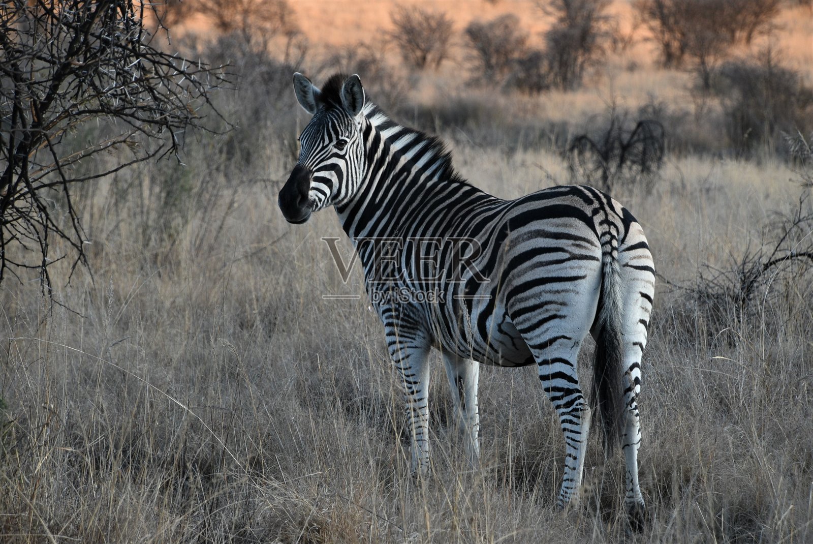 黄昏时分，斑马在自然栖息地的侧面轮廓照片摄影图片