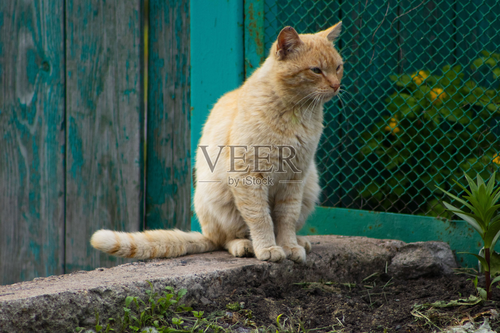 花园里的橘猫照片摄影图片