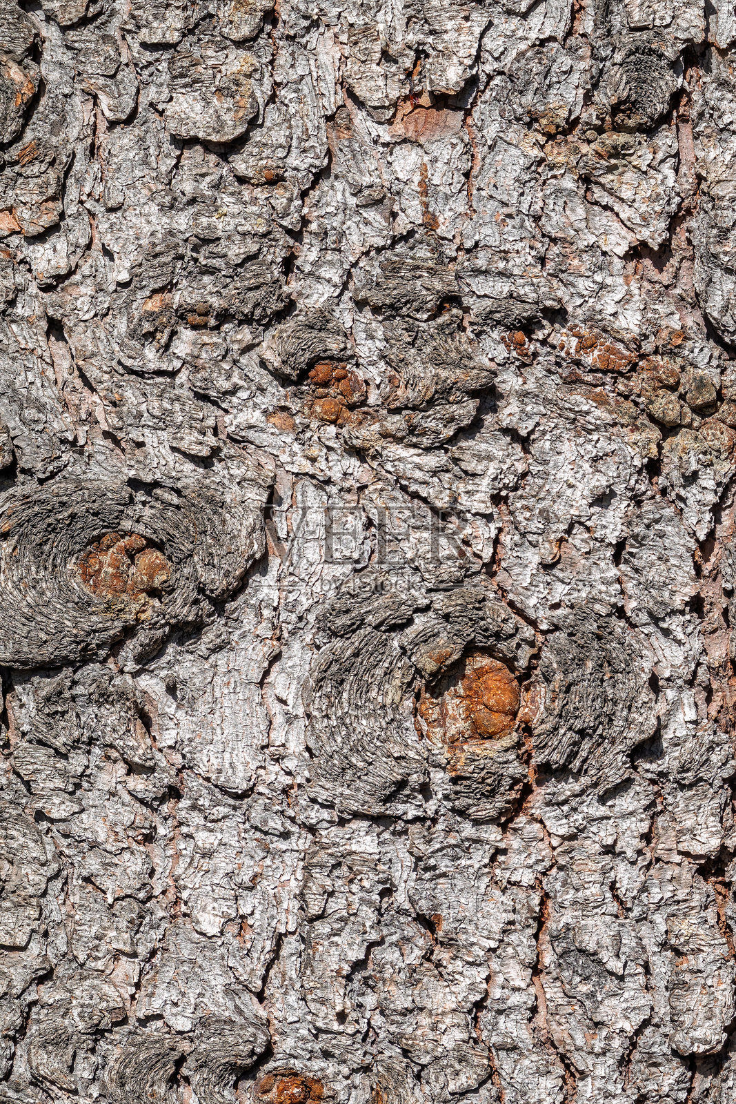 老冷杉树干的树皮纹理和背景。细致的树皮纹理。自然背景。照片摄影图片