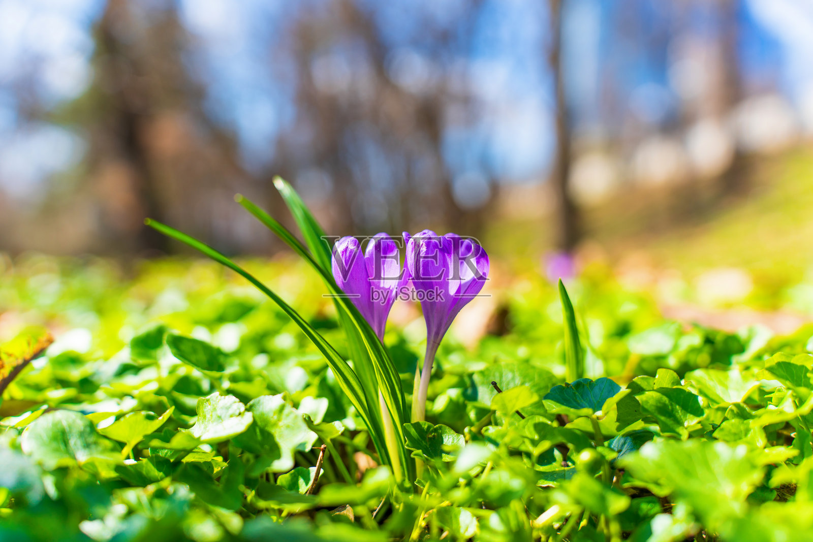 早春自然苏醒中的番红花盛开照片摄影图片