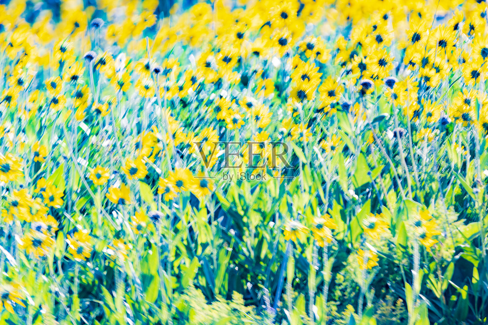 美国，华盛顿州，东华盛顿，帕卢斯地区。科尔法克斯。抽象，黑眼苏珊花在微风中摇曳。鲁德贝基亚·希尔塔。照片摄影图片