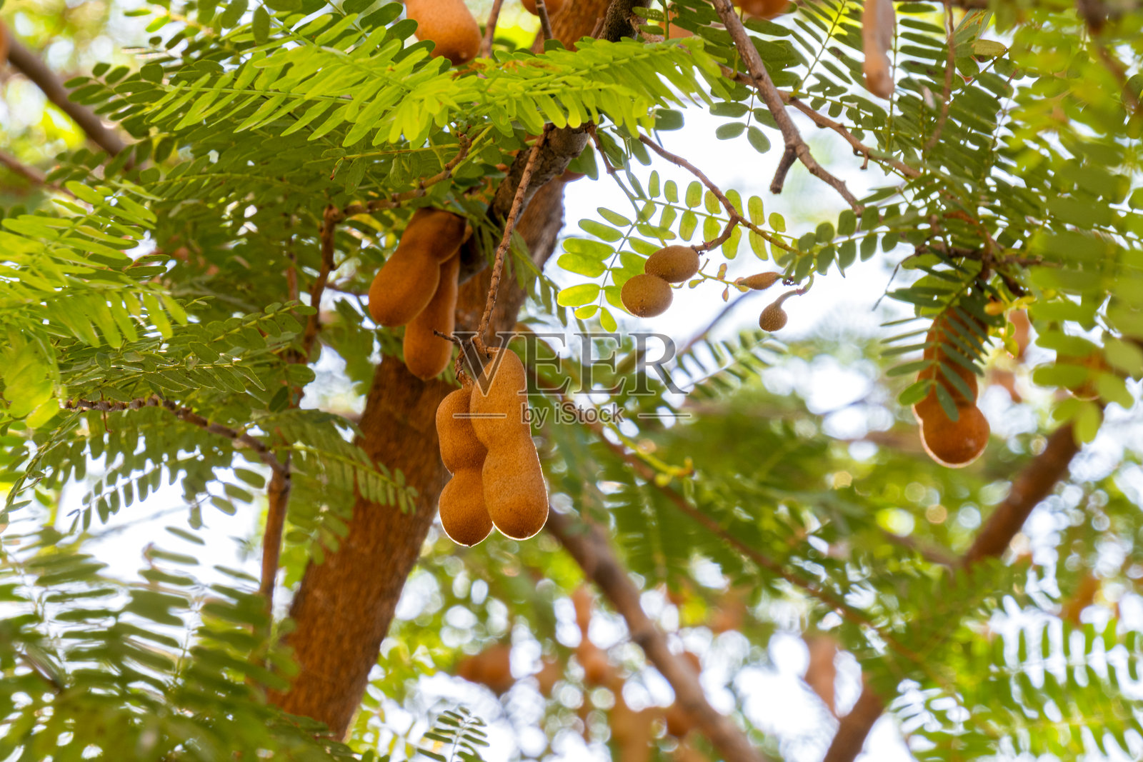 罗望子果实生长中照片摄影图片